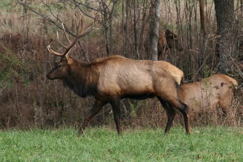 The Elk and Bison Prairie