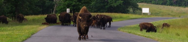Bison on the road at the Elk and Bison Prairie in Land Between the Lakes
