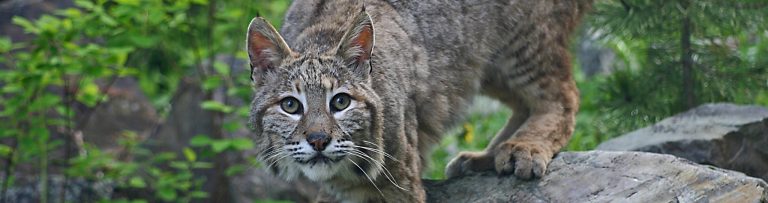 Wildlife Spots