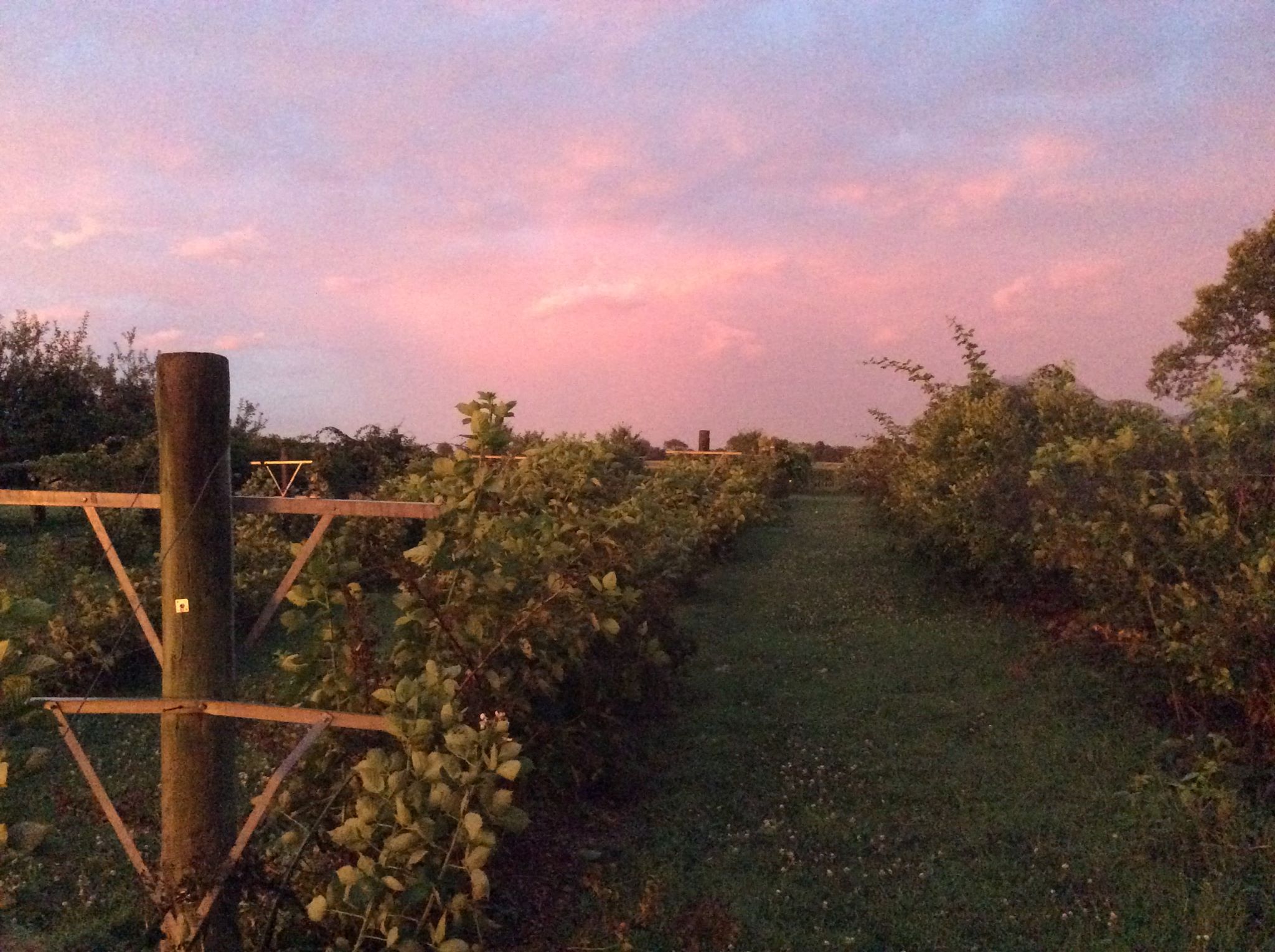Eddy Grove Vineyard (Closed Until Further Notice)