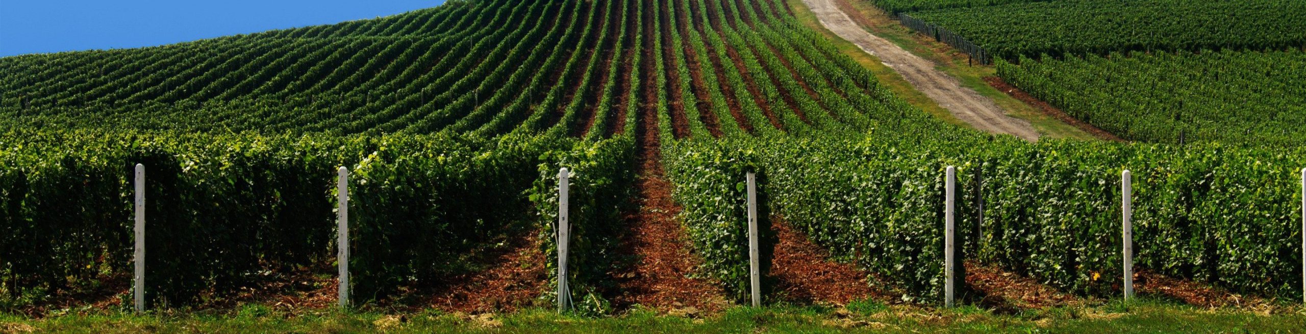 Vineyards