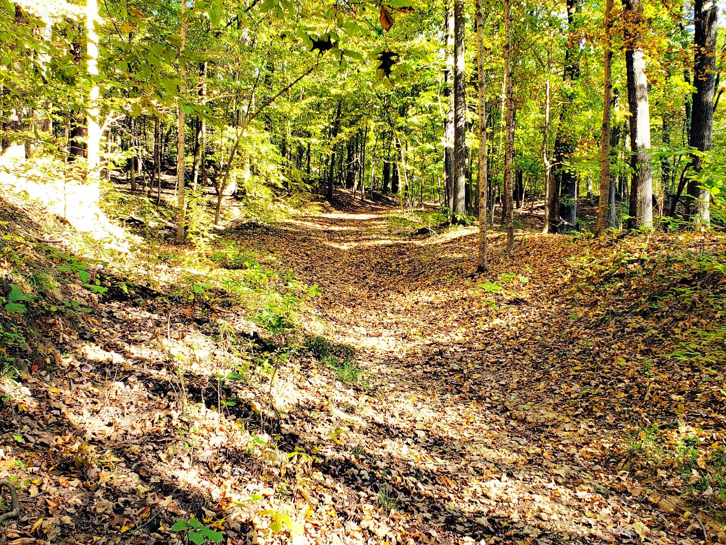 Wooded path on Hillman Heritage Trail at Land Between the Lakes